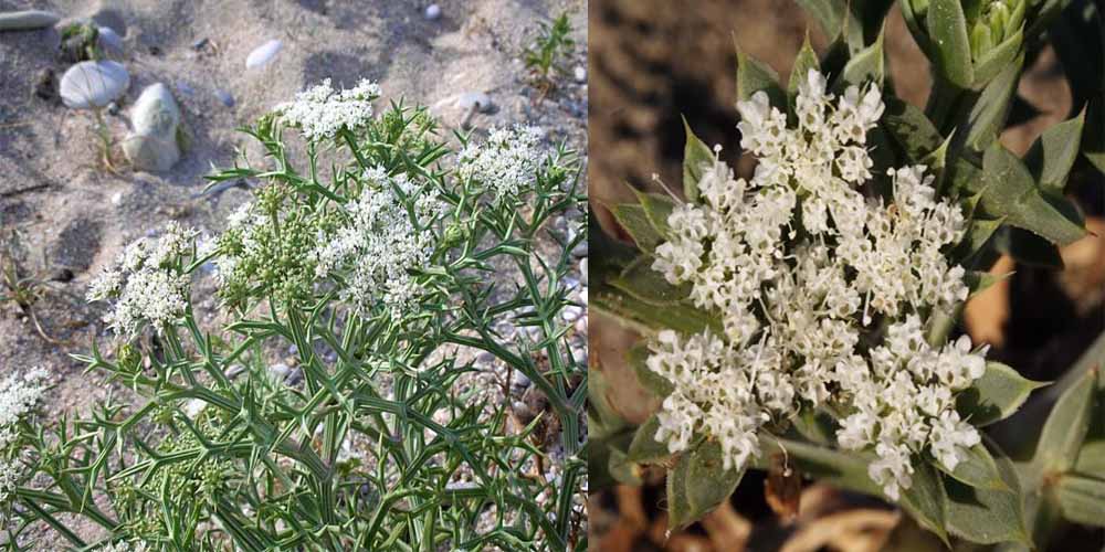 Flora delle dune